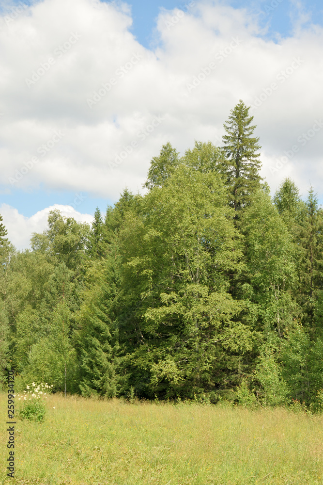 Summer landscape with meadow, trees, clouds, road.