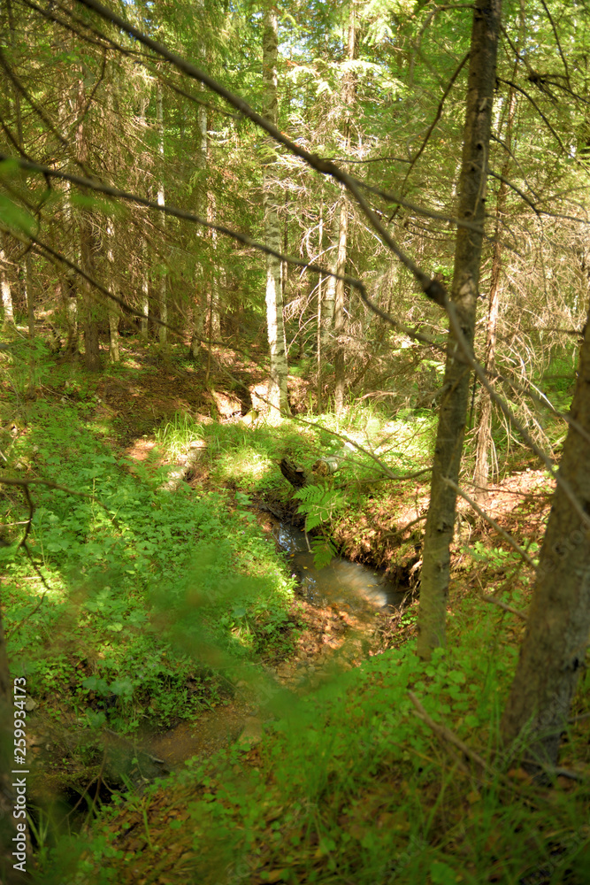 Summer forest landscape.
