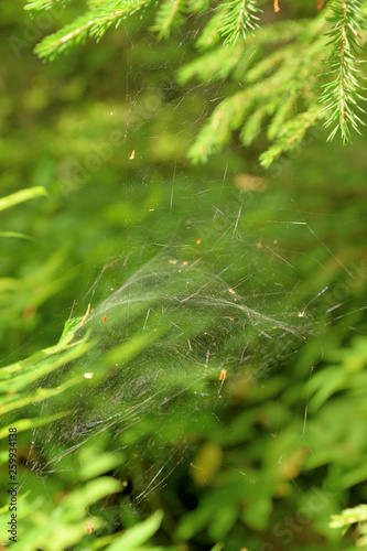 Bright forest web.