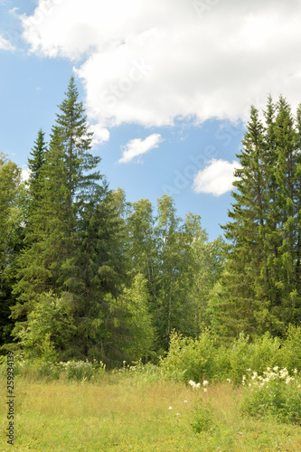 Summer landscape with meadow, trees, clouds, road.