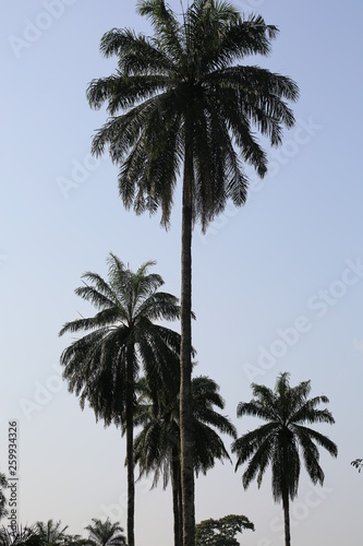 African palm trees © Eddy