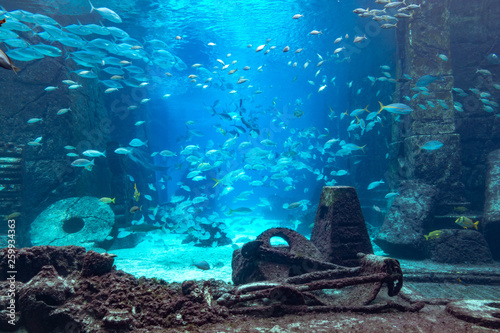 Tableau sur toile Aquarium at Atlantis, Bahamas