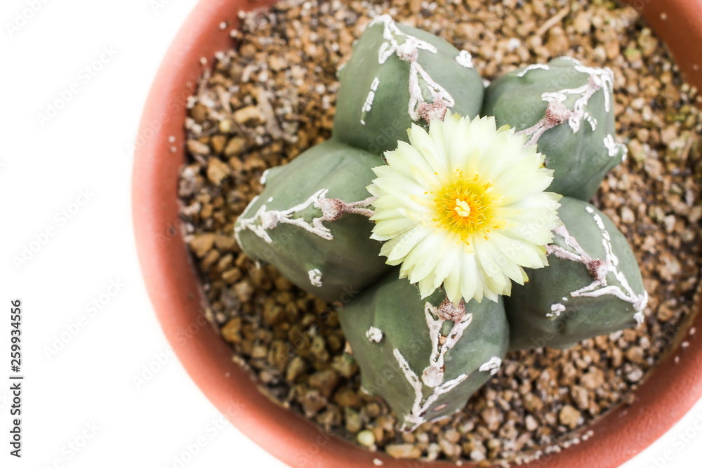 Flower of Star Cactus (Astrophytum Myriostigma)