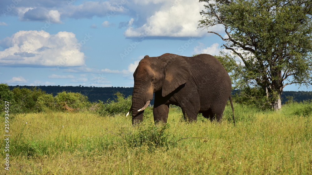 big male elephant in african landscape,Kruger national park