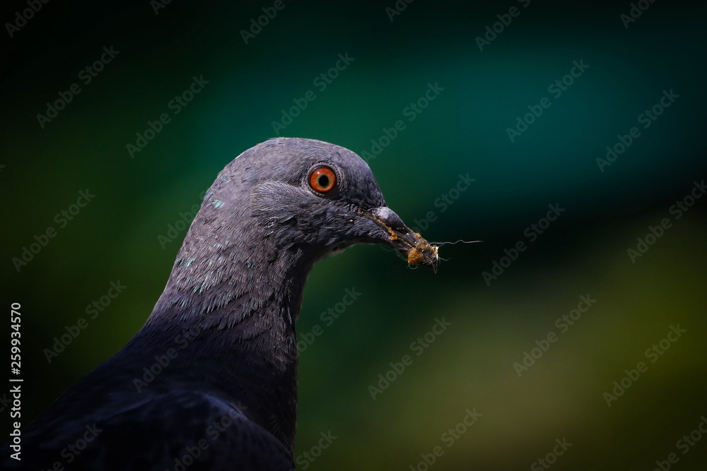 Rock Pigeon (Columba Livia), Bird