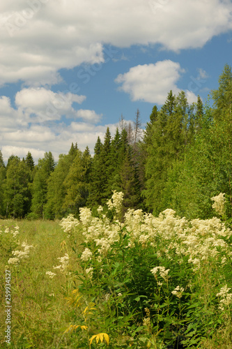 Summer landscape with meadow, trees, clouds, road. © Константин Занятных