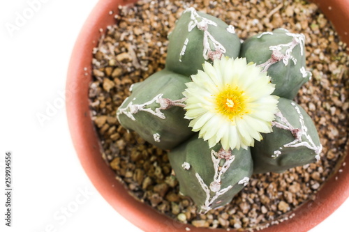 Obraz na płótnie Flower of Star Cactus (Astrophytum Myriostigma) w salonie
