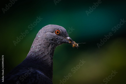 Obraz na płótnie Rock Pigeon (Columba Livia), Bird w salonie
