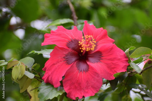 red hibiscus flower