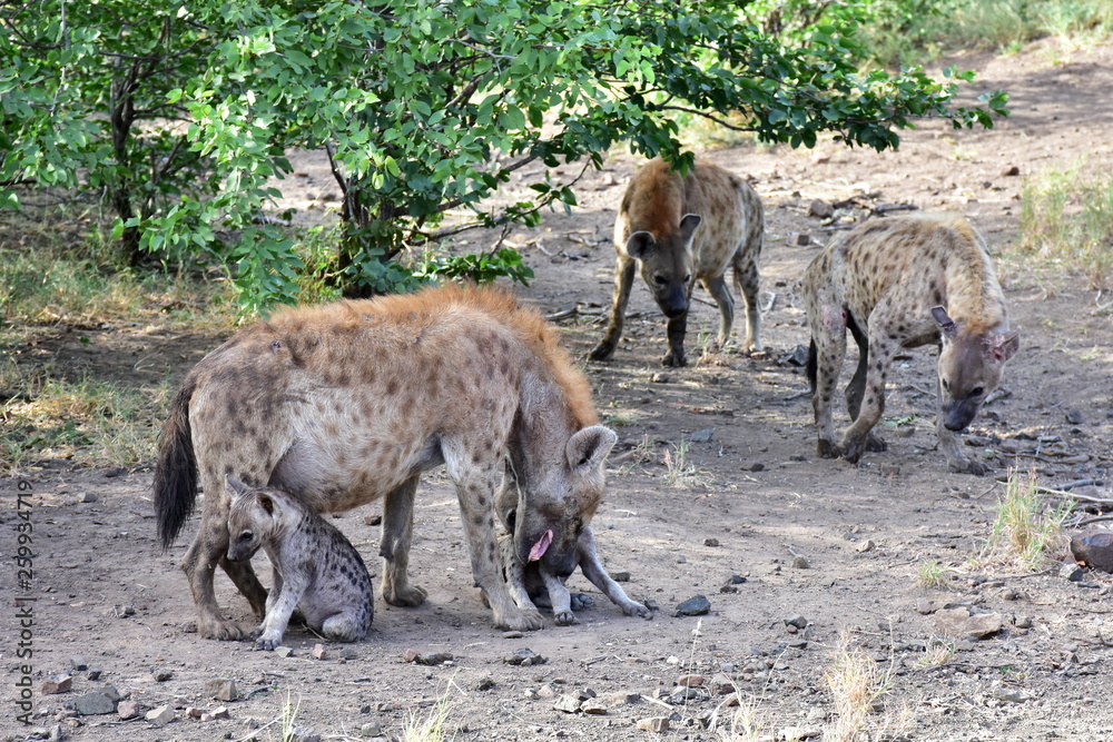 wildshot form hyaenas family life,Kruger national park,South Africa wildshot form hyaenas family life,Kruger national park,South Africa