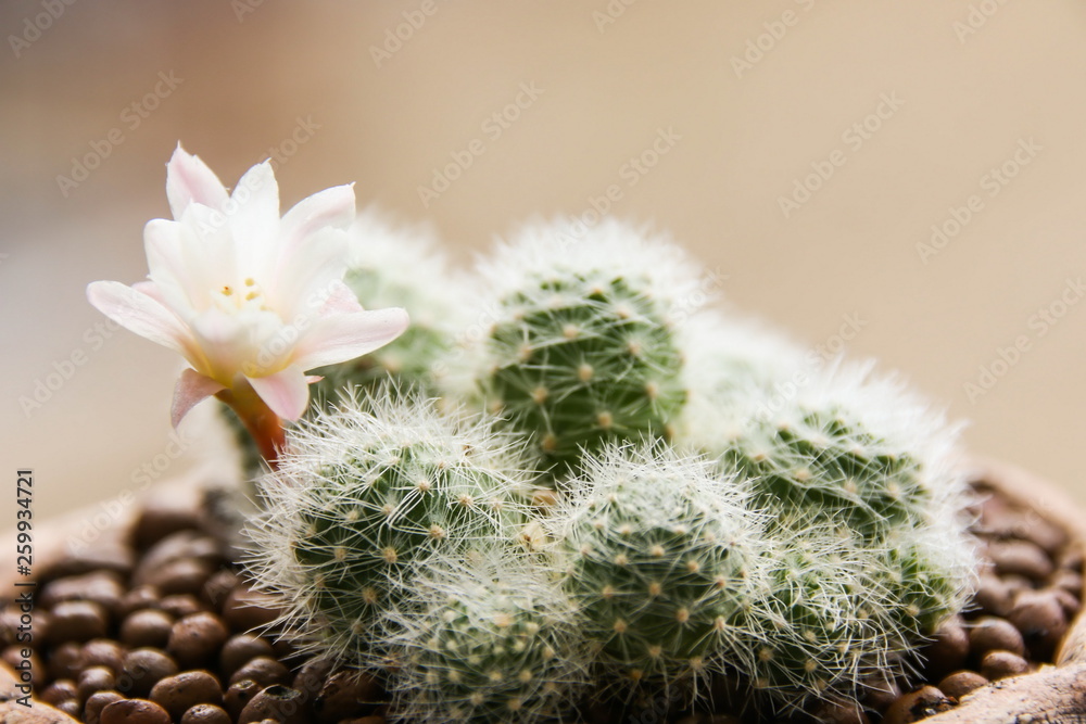 Rebutia Albiflora, cactus