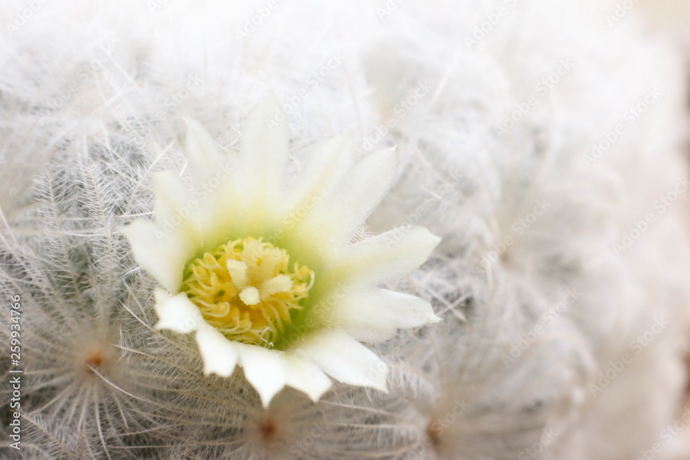 White flower of Mammillaria Plumosa, Cactus