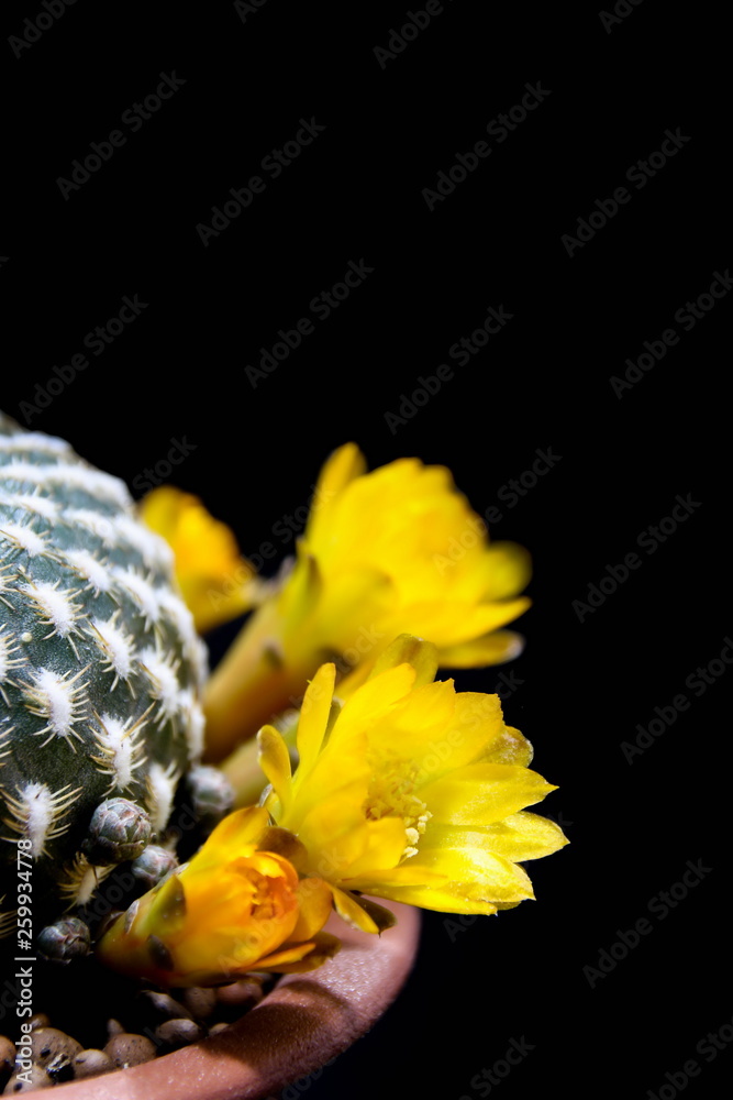 Flower of Sulcorebutia arenacea, cactus