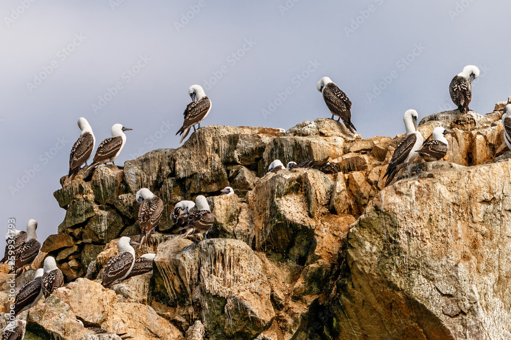Fototapeta premium Birds on the rocks of the Ballestas Islands in the Paracas National park, Peru.
