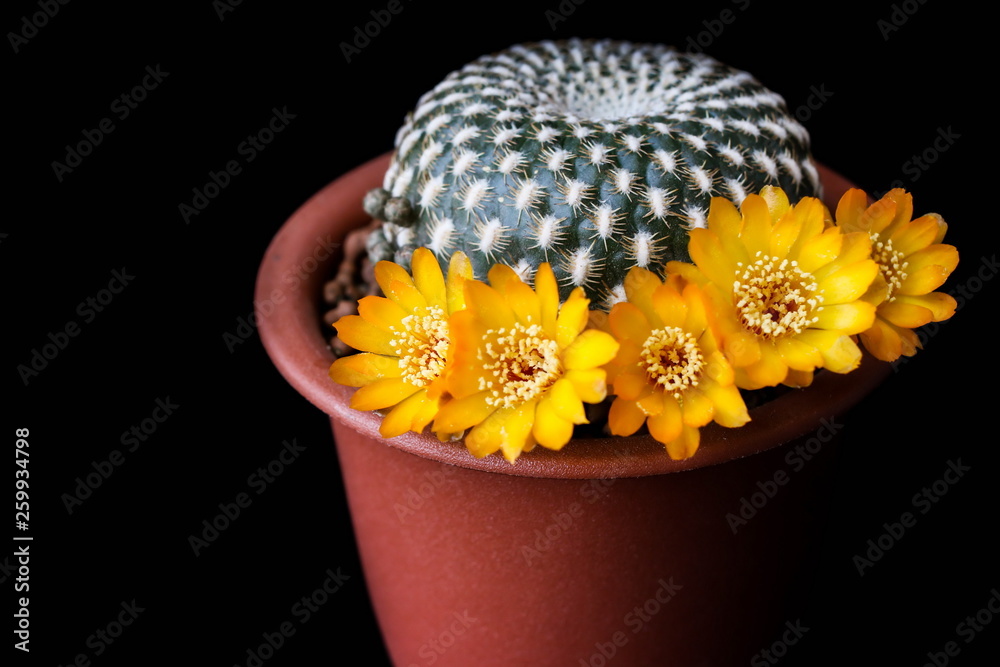 Flower of Sulcorebutia arenacea, cactus