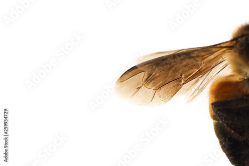 Obraz na płótnie Dead bee on white background. w salonie