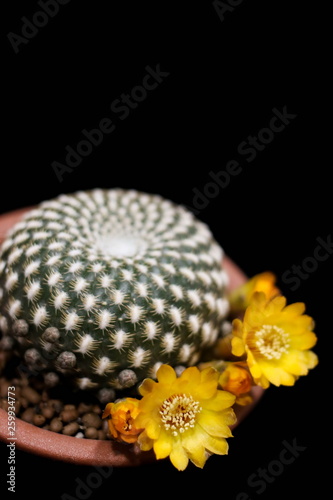 Flower of Sulcorebutia arenacea, cactus photo