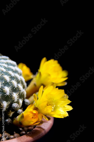 Obraz na płótnie Flower of Sulcorebutia arenacea, cactus w salonie