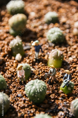 Obraz na płótnie Miniature farmers to grow the cactus in the garden. w salonie