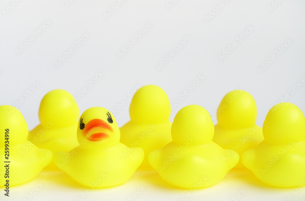 Yellow duck toy on white background. Business, Leadership, Teamwork or Friendship Concept