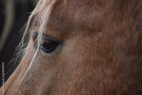 Horse s eye close