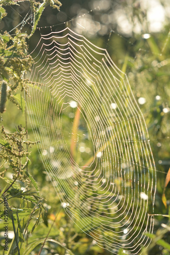 Bright forest web.