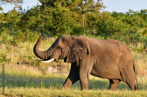 big male elephant in african landscape Kruger national park