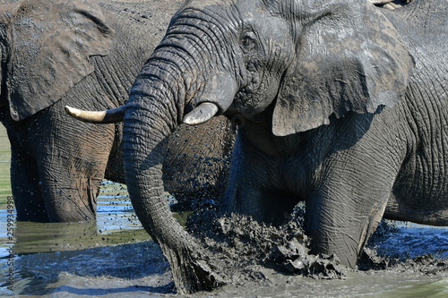 Photography elephants playing in waterhole,Kruger national park