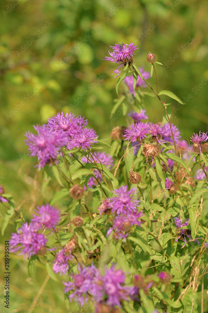 Fototapeta premium Wild flowers closeup.