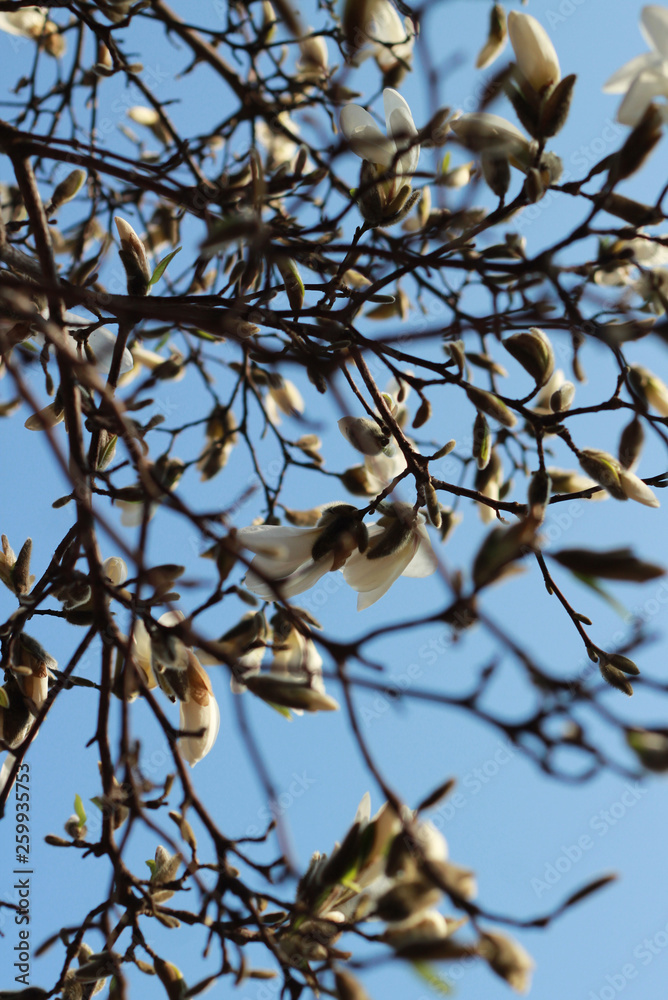 A large, beautiful branch of blooming white magnolia. against the blue sky A large, beautiful branch of blooming white magnolia. against the blue sky