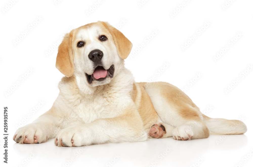 Young Alabay dog on white background