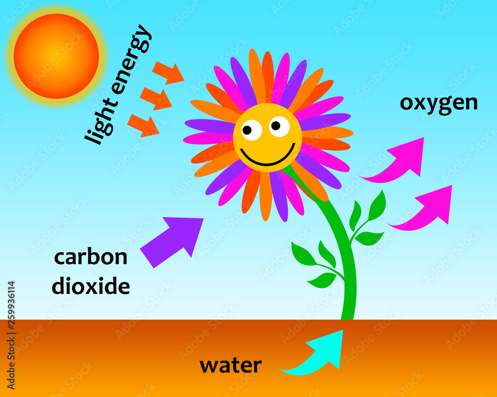 Obraz premium Photosynthesis