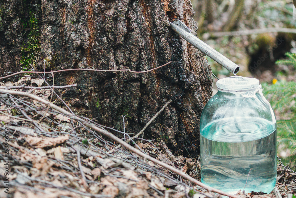 Obraz premium Birch sap