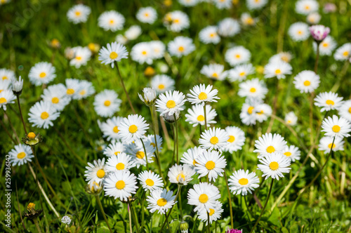Daisy flower on green meadow selective DOF