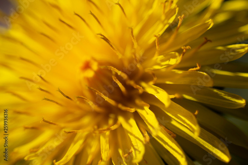 closeup of dandelion flower