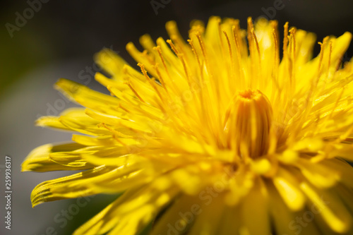 Closeup of yellow Dandelion flower