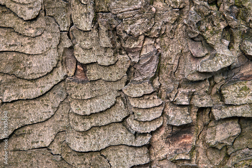 embossed tree bark covered with moss and lichen photo