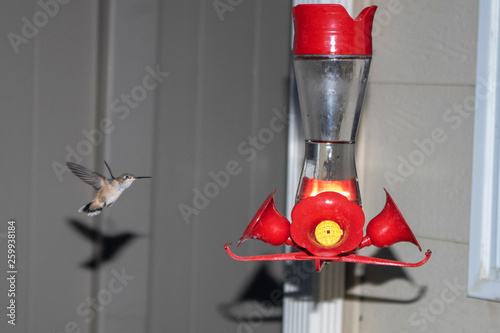 Hummingbird