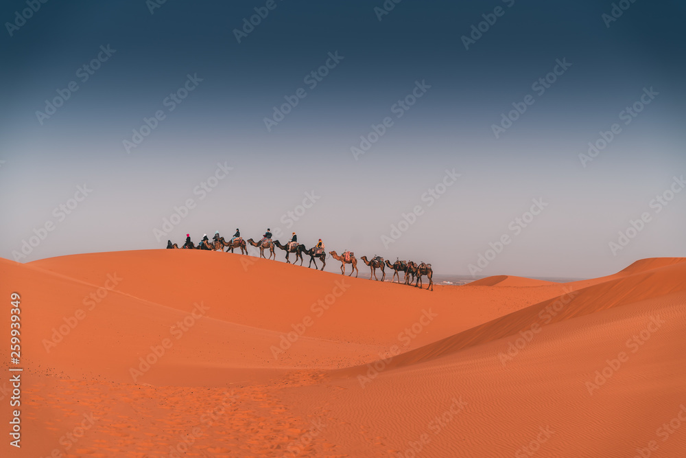 Camel ride in the Sahara desert at sunrise, Merzouga Morocco. People and dromedaries Camel ride in the Sahara desert at sunrise, Merzouga Morocco. People and dromedaries