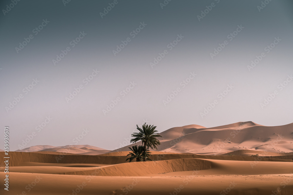 Lonely palm in the Sahara desert at dawn, best landscape