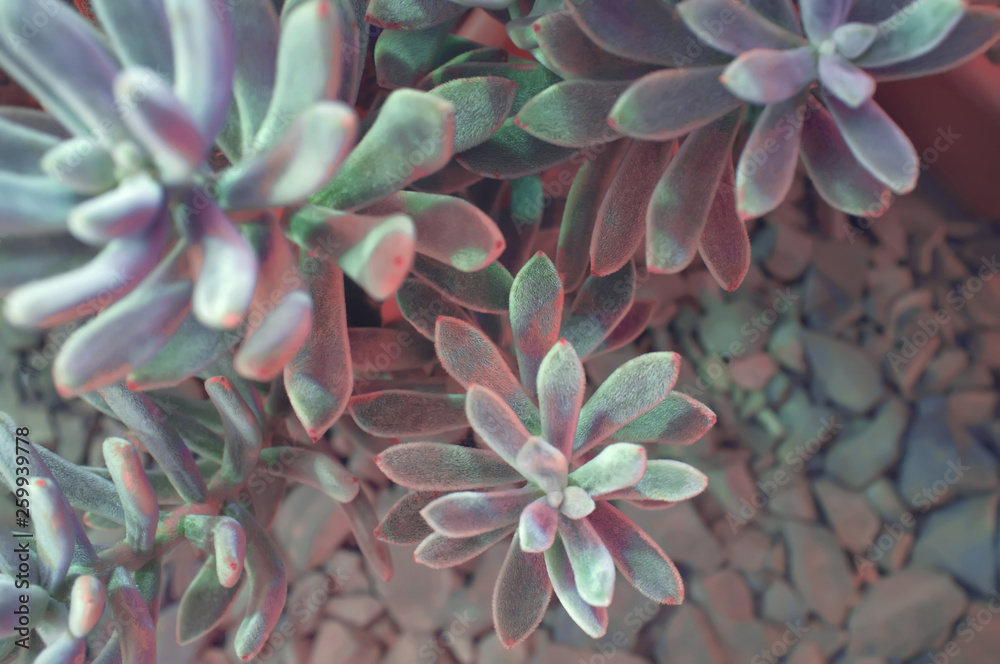 Echeveria leucotricha (Chenille Plant). Nature abstract background. Close-up Echeveria leucotricha (Chenille Plant). Nature abstract background. Close-up