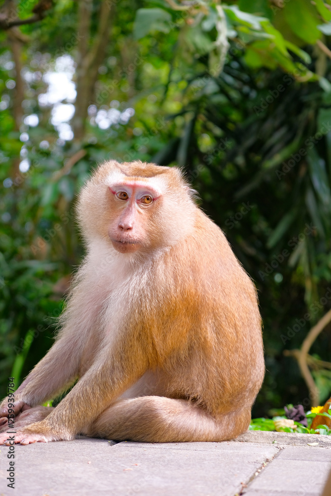 Monkey looking at the camera Monkey looking at the camera
