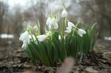 Buds of snowdrops (Galanthus) in blossom. Fresh white flowers in a spring garden