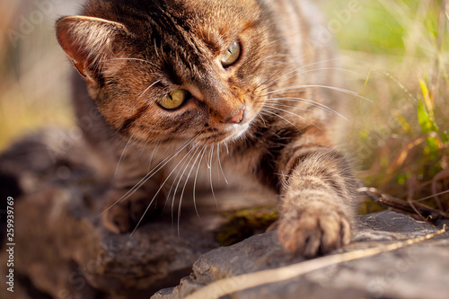 Wallpaper Mural Playing kitten Torontodigital.ca