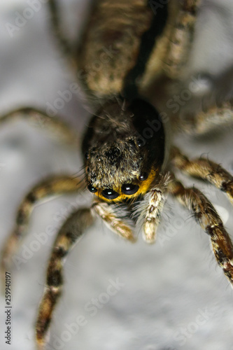Wallpaper Mural Cuatro ojos? Torontodigital.ca
