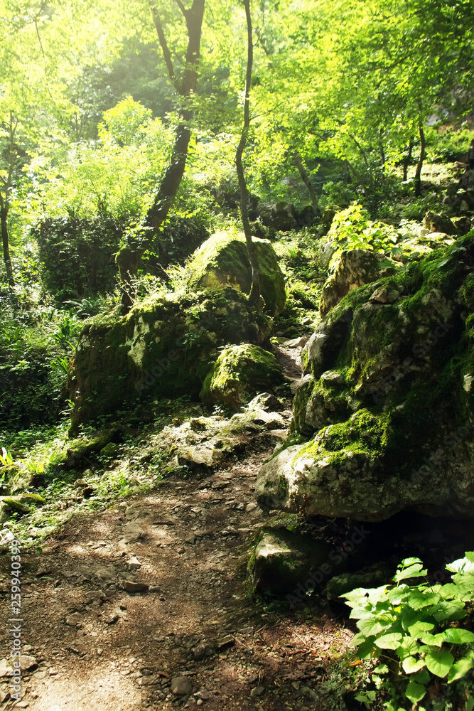 Obraz premium Summer mountain forest. Grotto of St. Simon the Canaanite. New Athos, Republic of Abkhazia.