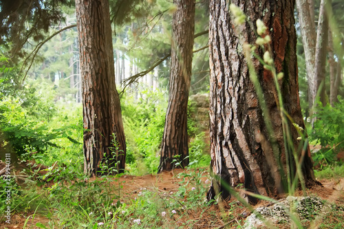 Pine forest. Relict trees (Pinus Pityusa, Pinus Brutia, Turkish pine). Gagra, Abkhazia. photo