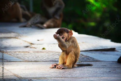 Baby monkey at Monkey temple. Swayambhunath, Kathmandu, Nepal photo