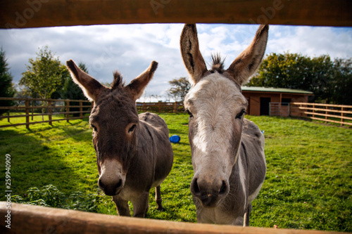 Donkeys Through Fence © Alexandra