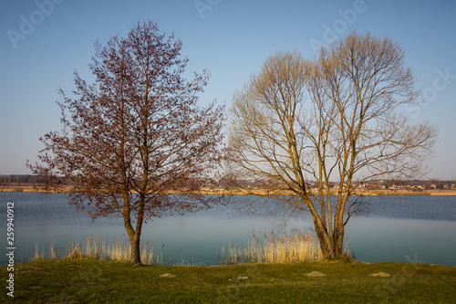 Dwa drzewa nad jeziorem